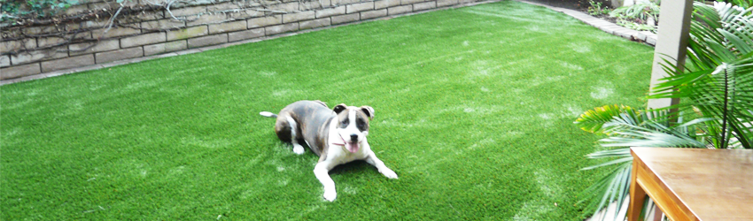 Artificial Pet Turf Installation In San Diego